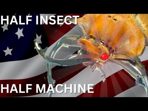 When the US Military Made Cyborg Beetles