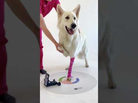 WIMBA Scan revolution #orthotics #vet #dog #pets #doglover #braces
