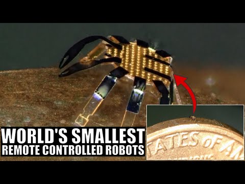 These Tiny Crabs Are The World&#039;s Smallest Remote Controlled Robots