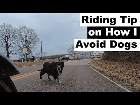 Motorcycle Riding Safety Tip How I Avoid Dogs when Riding (2020)