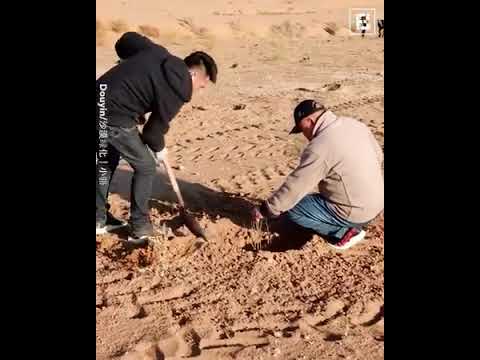 New Green Revolution in China