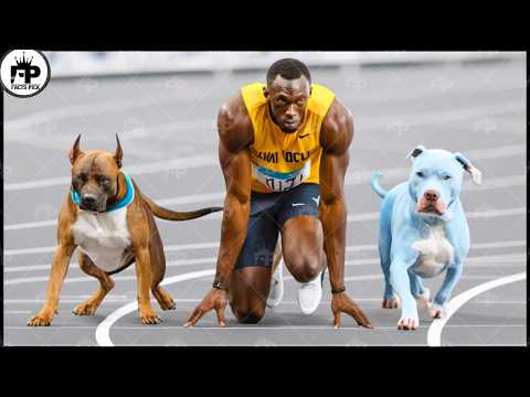 Can These Dogs Outrun Usain Bolt? Discover the Truth!! 🏃‍♂️🐕