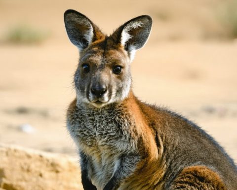 The XRP ’Kangaroo Phase’: Will This Cryptocurrency Take a Giant Leap? The XRP ’Kangaroo Phase’: Will This Cryptocurrency Take a Giant Leap?