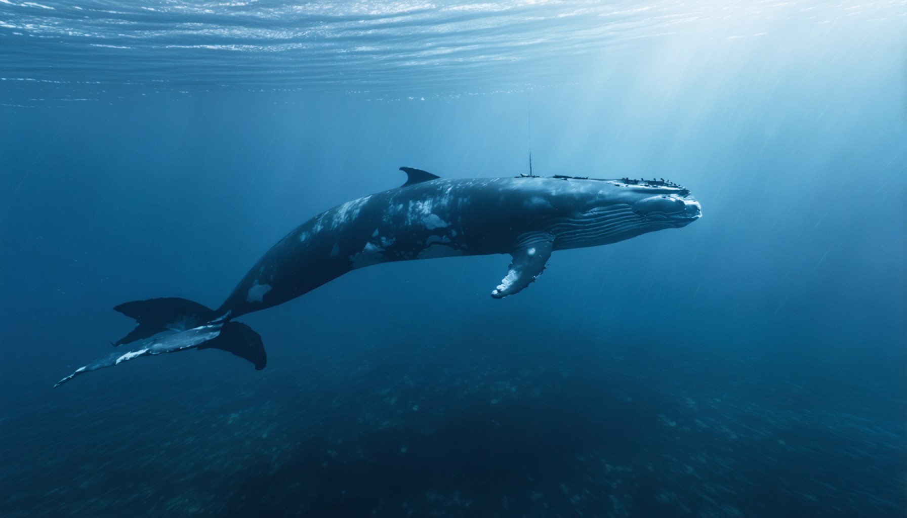 The Secret Battle: Whales Pull Strings as Ethereum Tests Crucial Waters