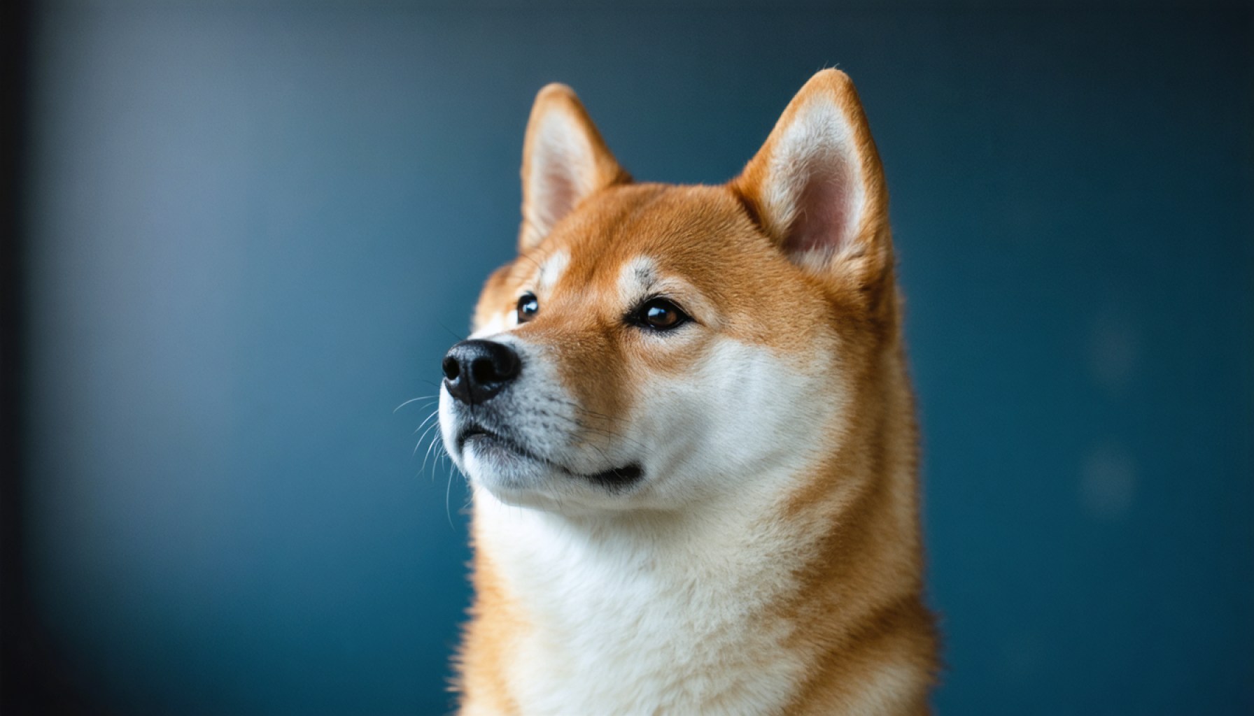 Zal Shiba Inu Vasthouden of Vouwen? De Cryptovaluta Staat Voor een Cruciaal Keerpunt 